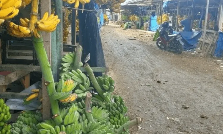 Pisang Kepok Nias: Peluang Emas untuk Perekonomian Lokal